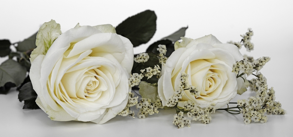 白色背景下的白玫瑰和白梅唯美摄影