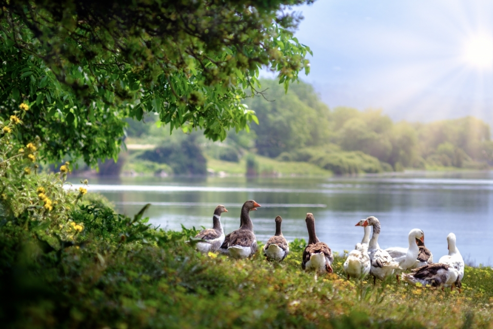 阳光户外自然湖泊绿色草坪野生鸭子