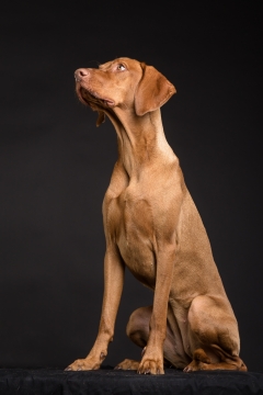 黑色背景可爱黄色宠物狗写真