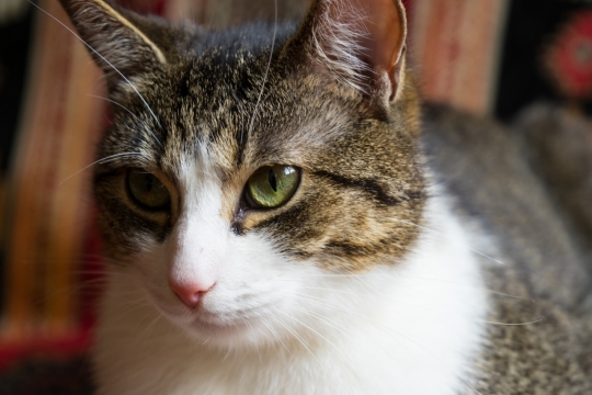 虚化背景绿色眼睛可爱宠物猫