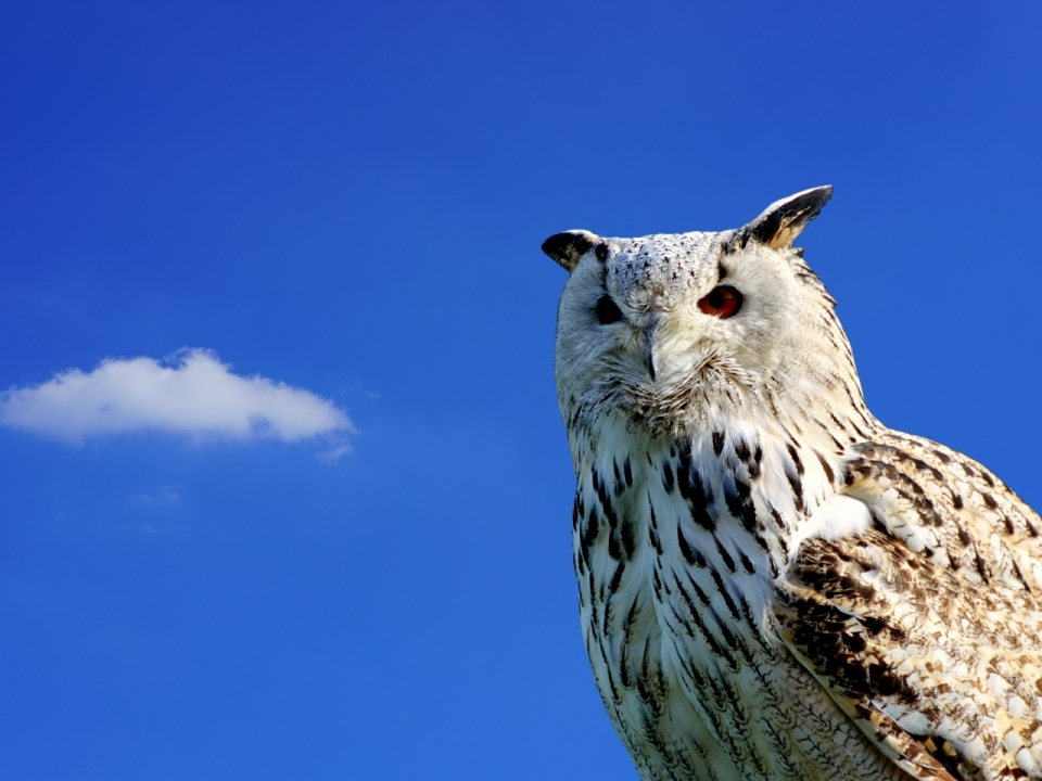 蓝天白云下的白色猫头鹰超清唯美摄影