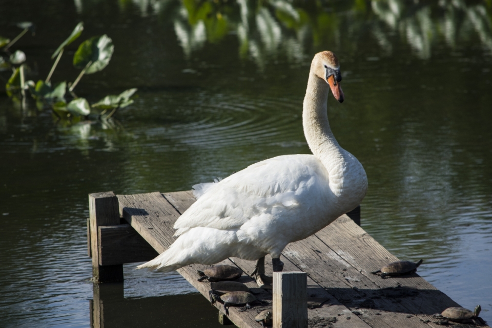 公园湖泊边木制小桥白色野生天鹅动物
