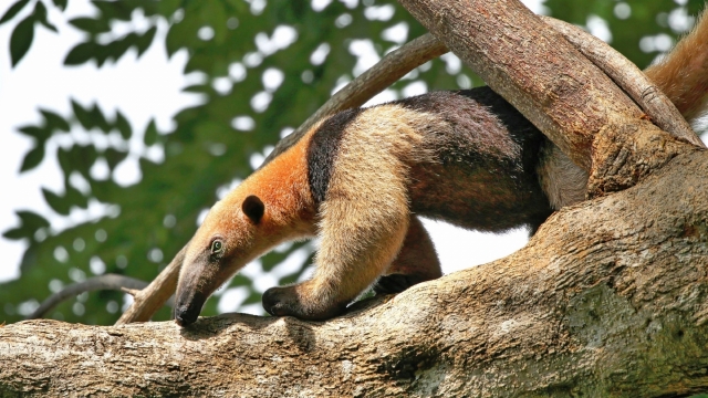 食蚁兽自然风光优美风景高清桌面壁纸