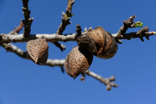 春天发芽桃树上去年遗留的桃核