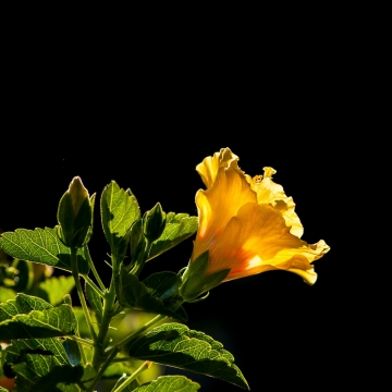 微距摄影_阳光下的一株黄花