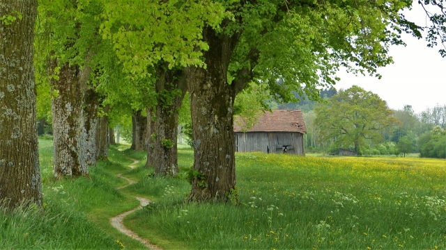 大自然树林草地建造简陋木屋优美风景