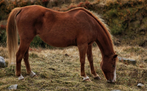 草地上低头吃草的棕色马匹