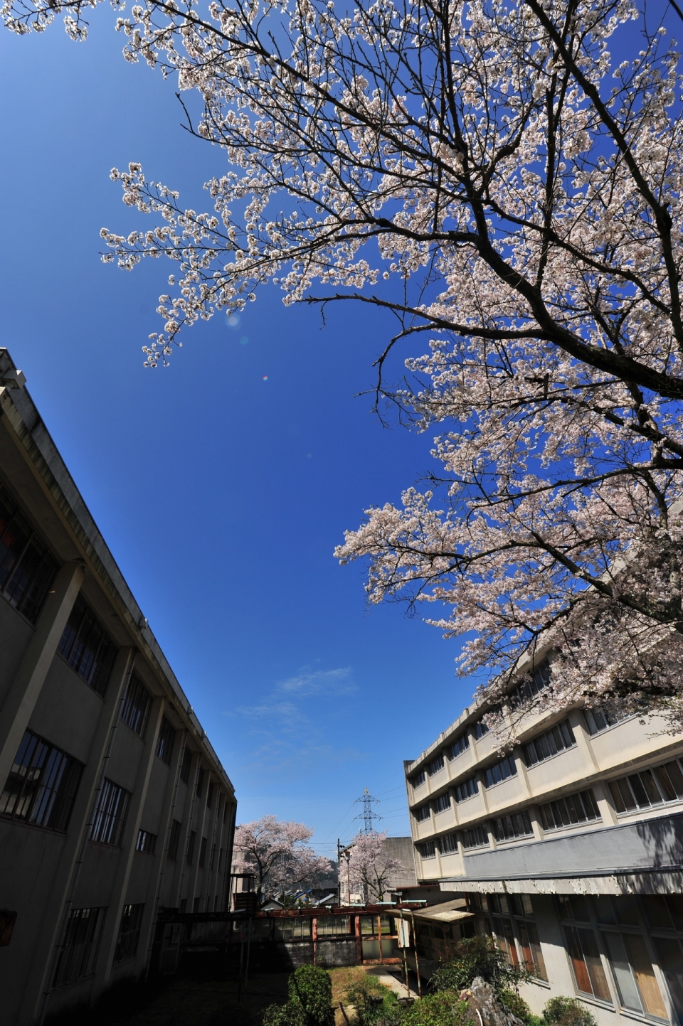 蓝色天空下盛开的樱花和大楼建筑