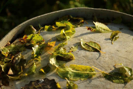 微距摄影_铁板上飘零的落叶
