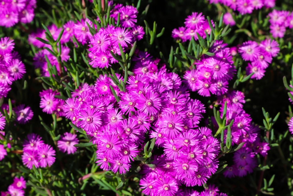 阳光户外鲜艳紫色花朵绿色叶子植物