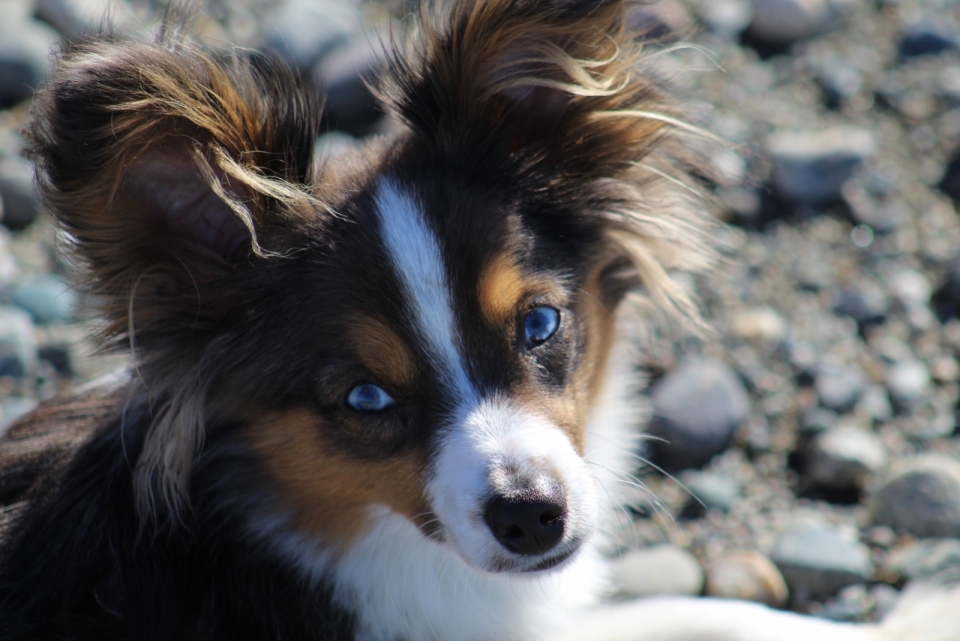 虚化背景户外蓝色眼睛可爱宠物狗