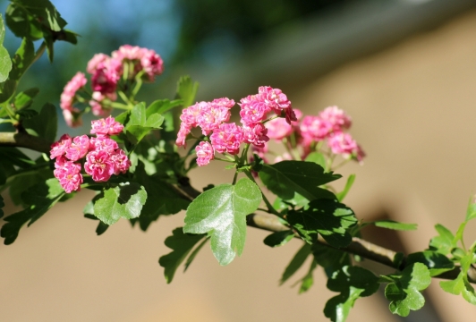 虚化背景阳光户外自然树木树枝粉色花朵