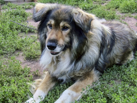 户外自然绿色草坪地面长毛宠物狗