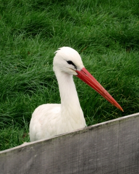 草地围栏里的白鹳近距离摄影