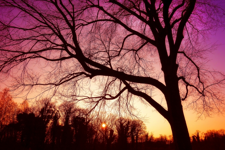 傍晚黄昏天空下背光自然树木风光