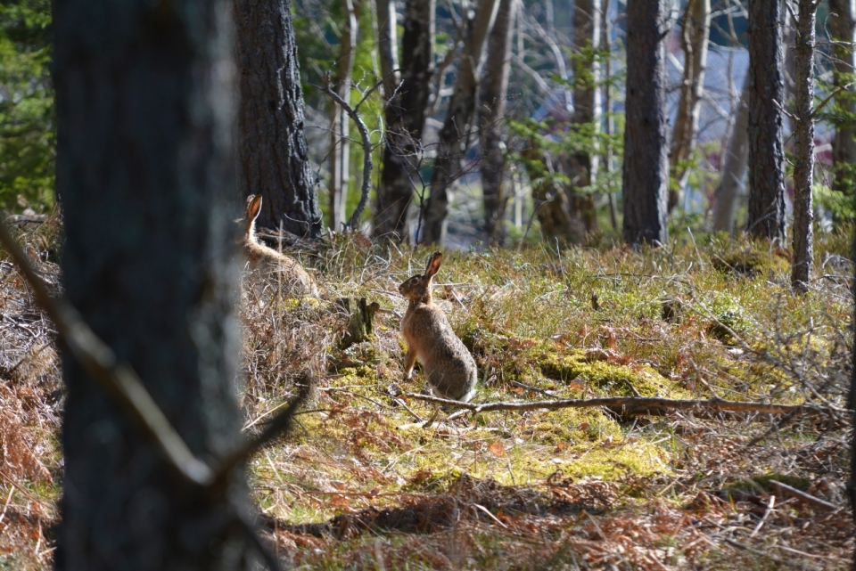 自然森林地面野生棕色兔子动物