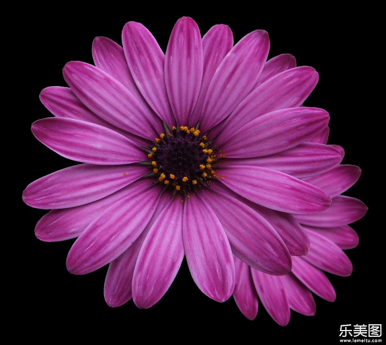 简约自然紫色花瓣金盏花花朵植物