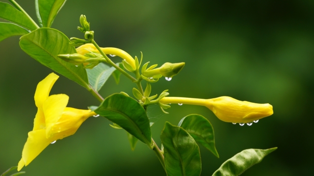 虚化自然背景黄色花苞绿色枝叶自然植物
