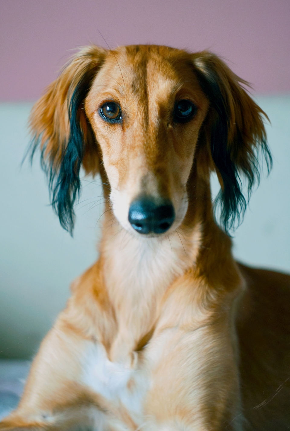 室内彩色墙壁可爱宠物狗肖像写真