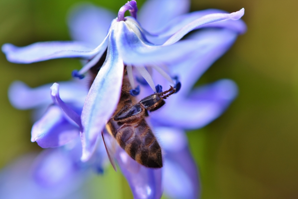 户外自然紫色花朵植物上蜜蜂昆虫