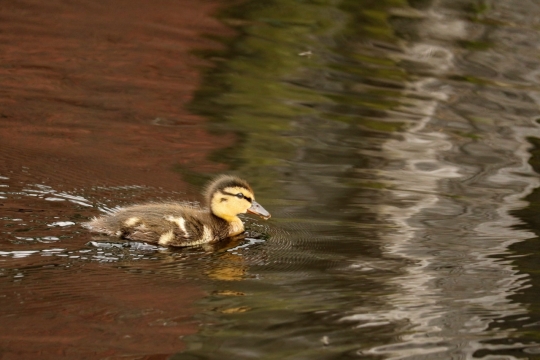 自然湖泊游泳野生鸭子幼崽