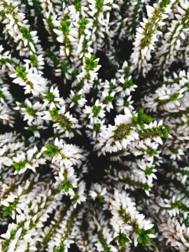 户外白色花朵自然清新植物