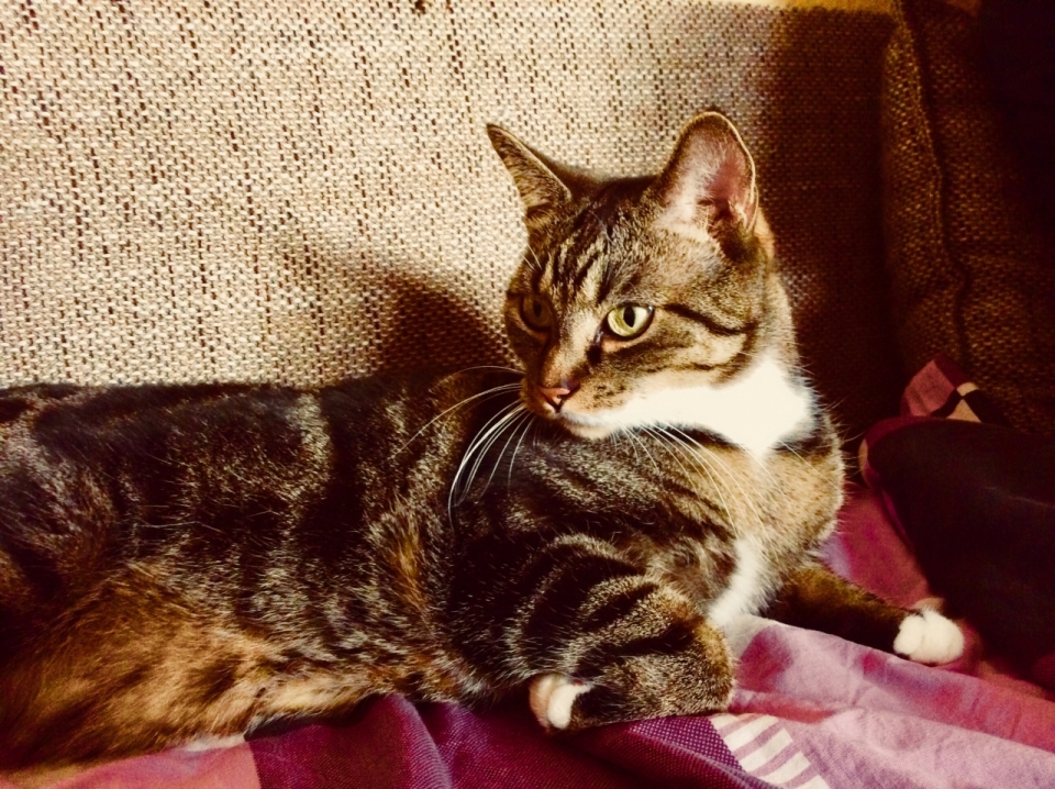 趴在红色毯子沙发上的可爱宠物猫