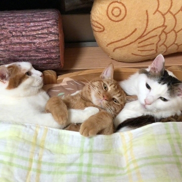 唯美宠物小猫写真图片