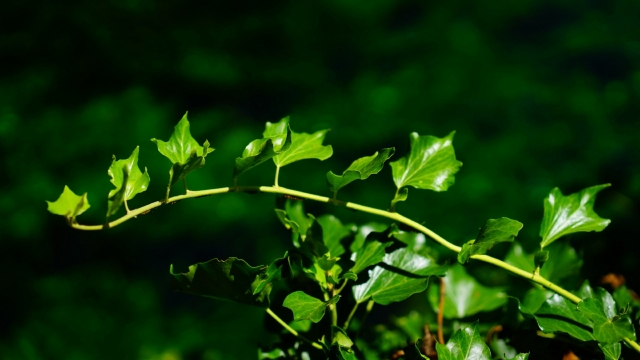 绿色植物常春藤自然风光优美风景高清桌面壁纸