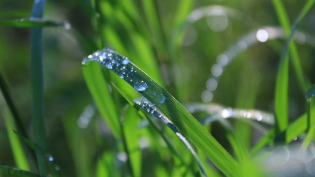 清晨青草上的露珠自然风光高清桌面壁纸