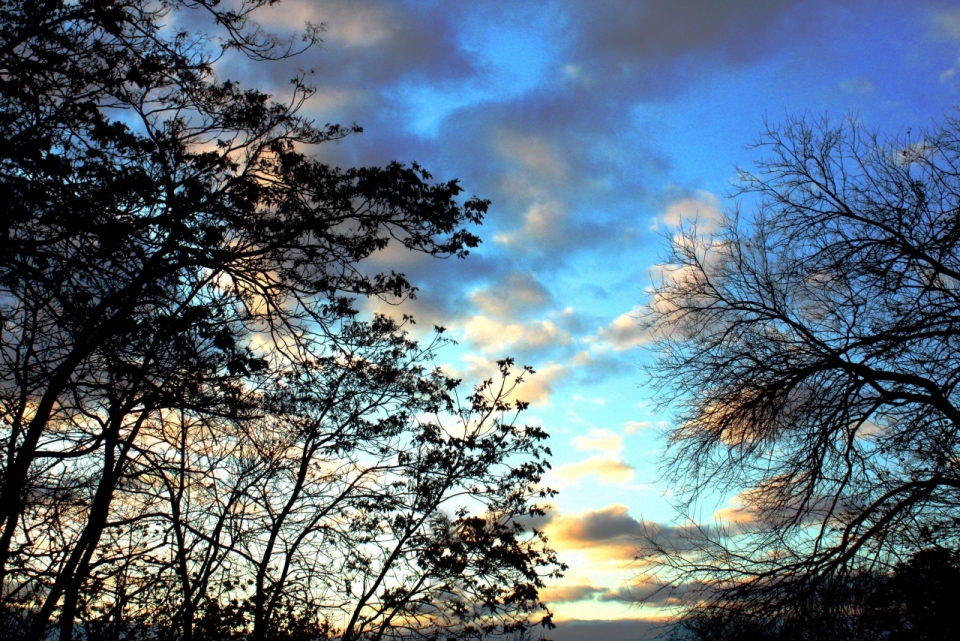 蓝色天空下树木黑色剪影光影摄影