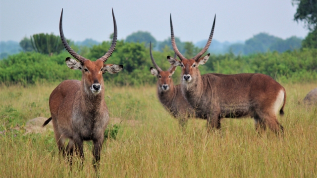 羚羊自然风光优美风景高清桌面壁纸