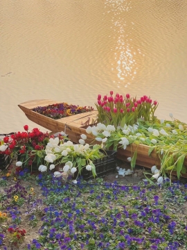 郁金香写真图片