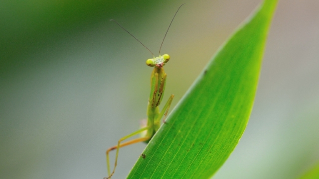 清新护眼螳螂高清桌面壁纸