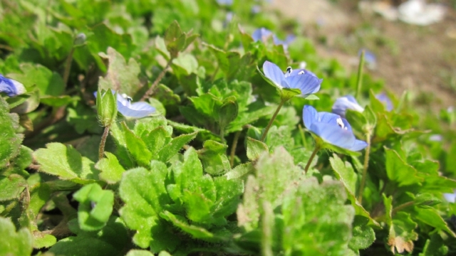 勿忘我鲜花春天自然风光无水印电脑桌面高清壁纸图片