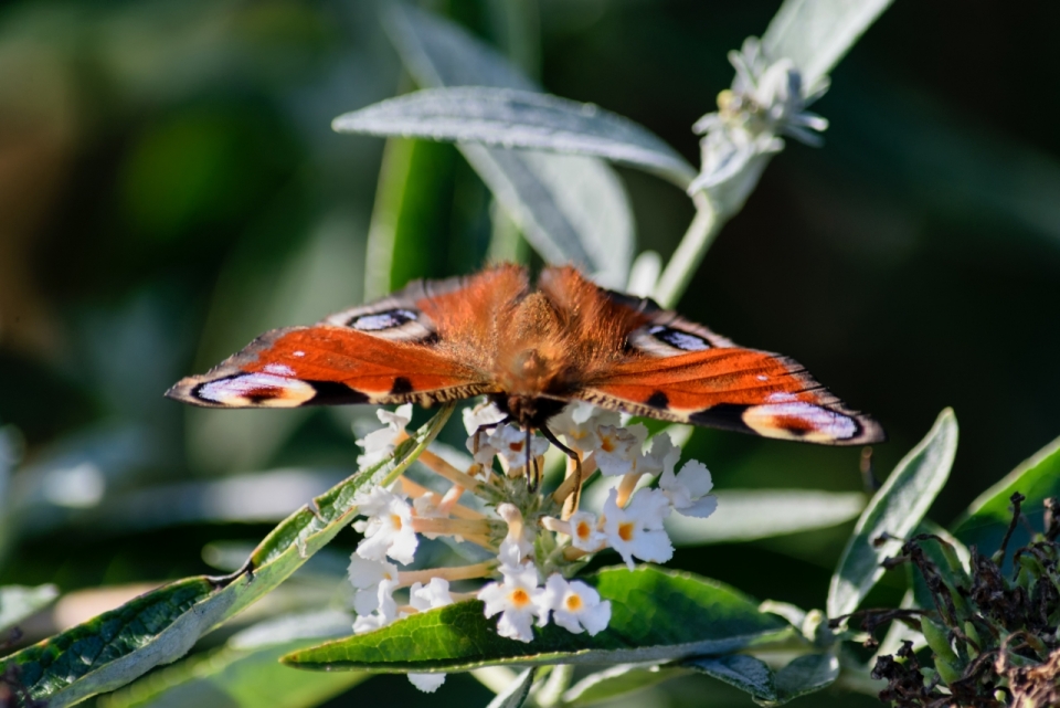 白色花朵上橙色花纹蝴蝶昆虫摄影