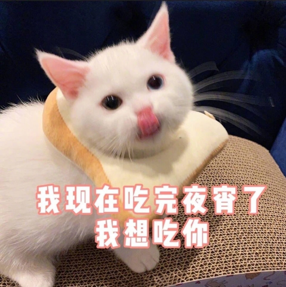 萌萌的猫咪表情包图片