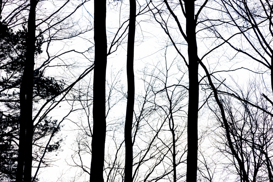 冬季树林朦胧枯萎枝干植物光影