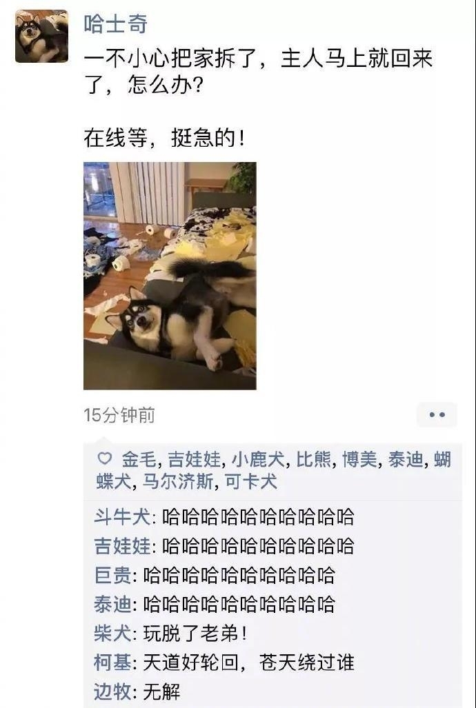 狗狗的朋友圈图片