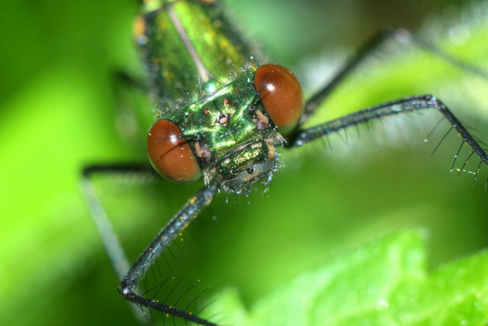 昆虫叶子绿叶昆虫触腿高清微距