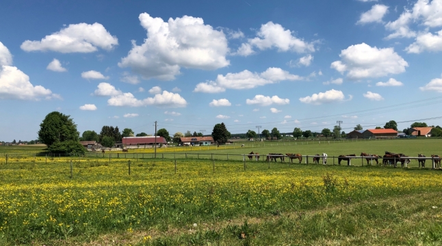 蓝天白云绿色植物自然郊外风光