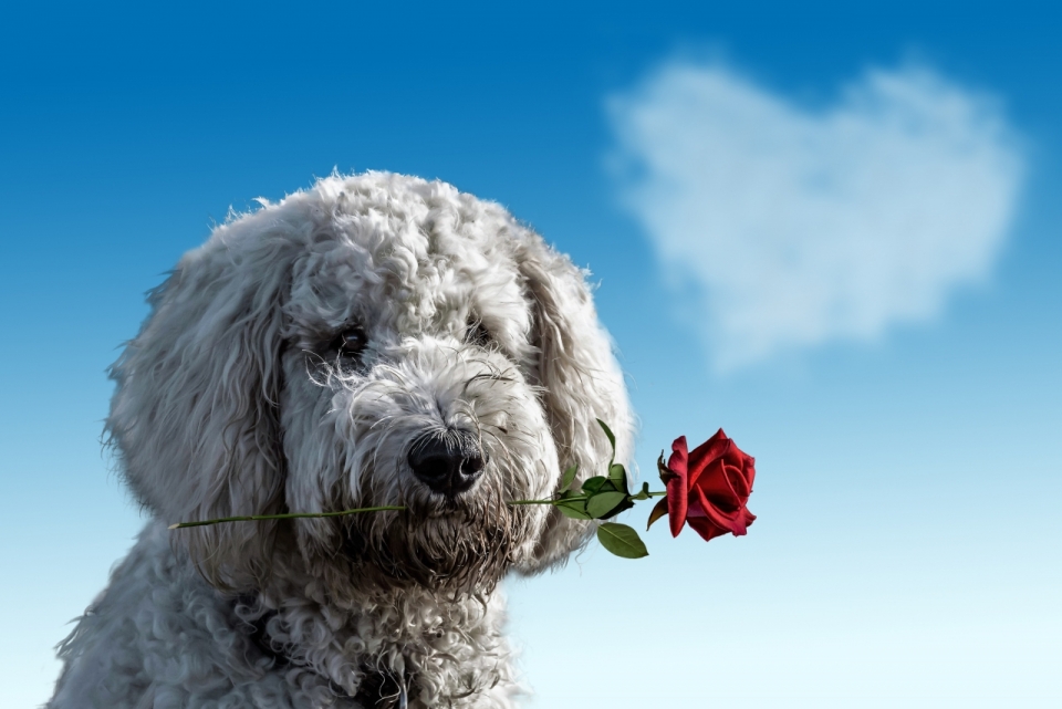 蓝色背景心形云朵前狗含红色玫瑰