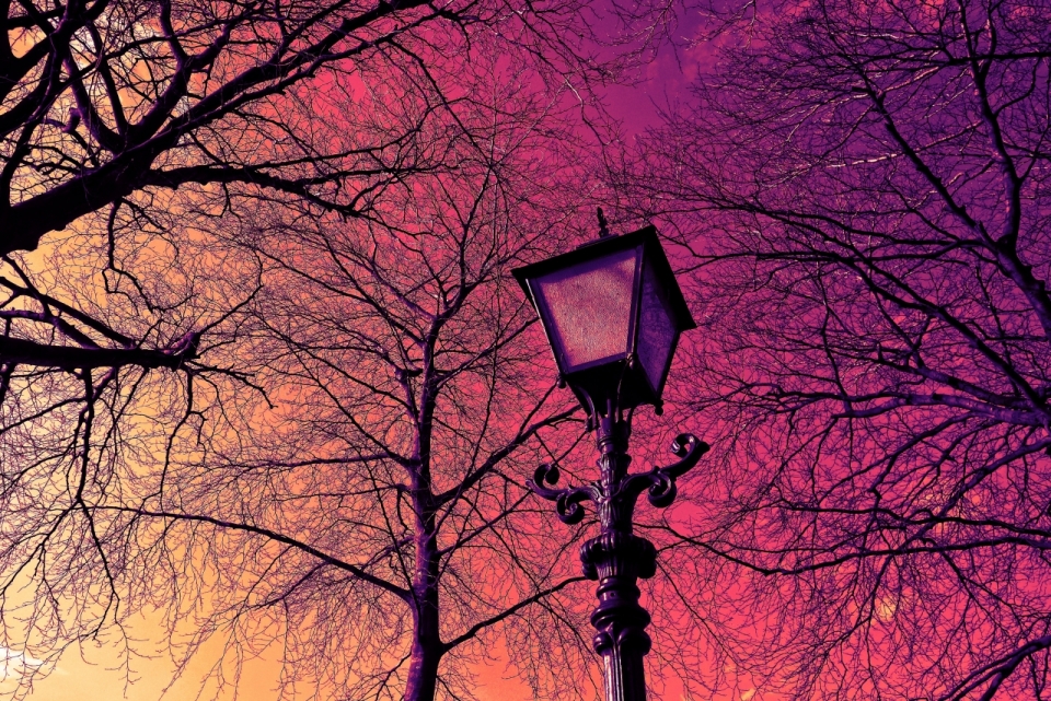 傍晚黄昏城市街道树木边装饰路灯