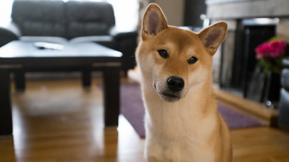 日本国犬秋田犬高清桌面壁纸