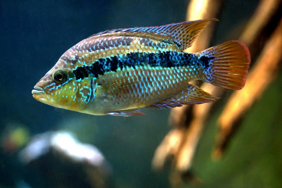 水族馆鱼缸中彩色自然野生鱼类