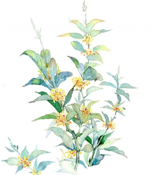 清新水彩花卉图片