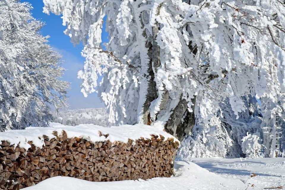 被白色雪花遮盖的冬季精致雪景