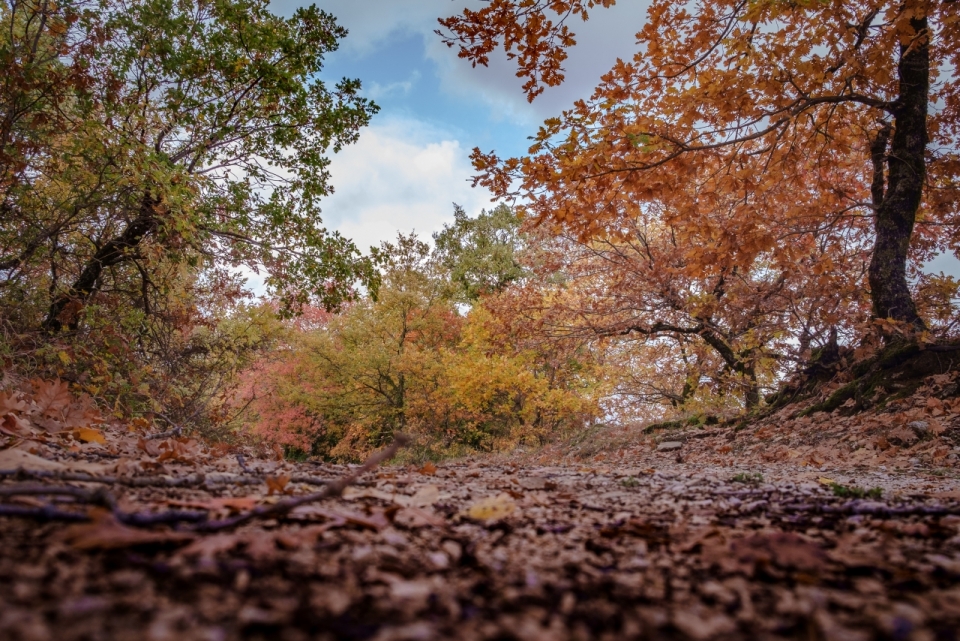 秋天树林地面黄色落叶风景摄影