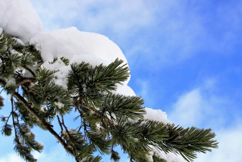 湛蓝天空下积着厚厚雪的松树树枝
