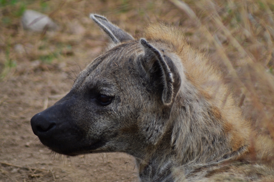 鬣狗侧面脸部动物特写摄影